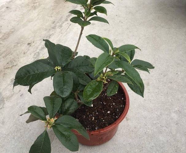 盆栽桂花只长叶子不开花怎么办