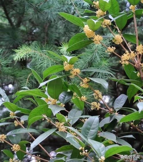 桂花不开花是什么原因
