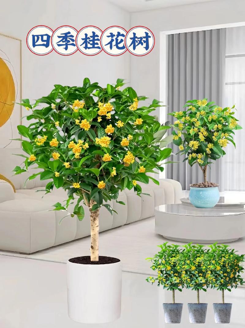 盆栽桂花不开花的原因及解决方法