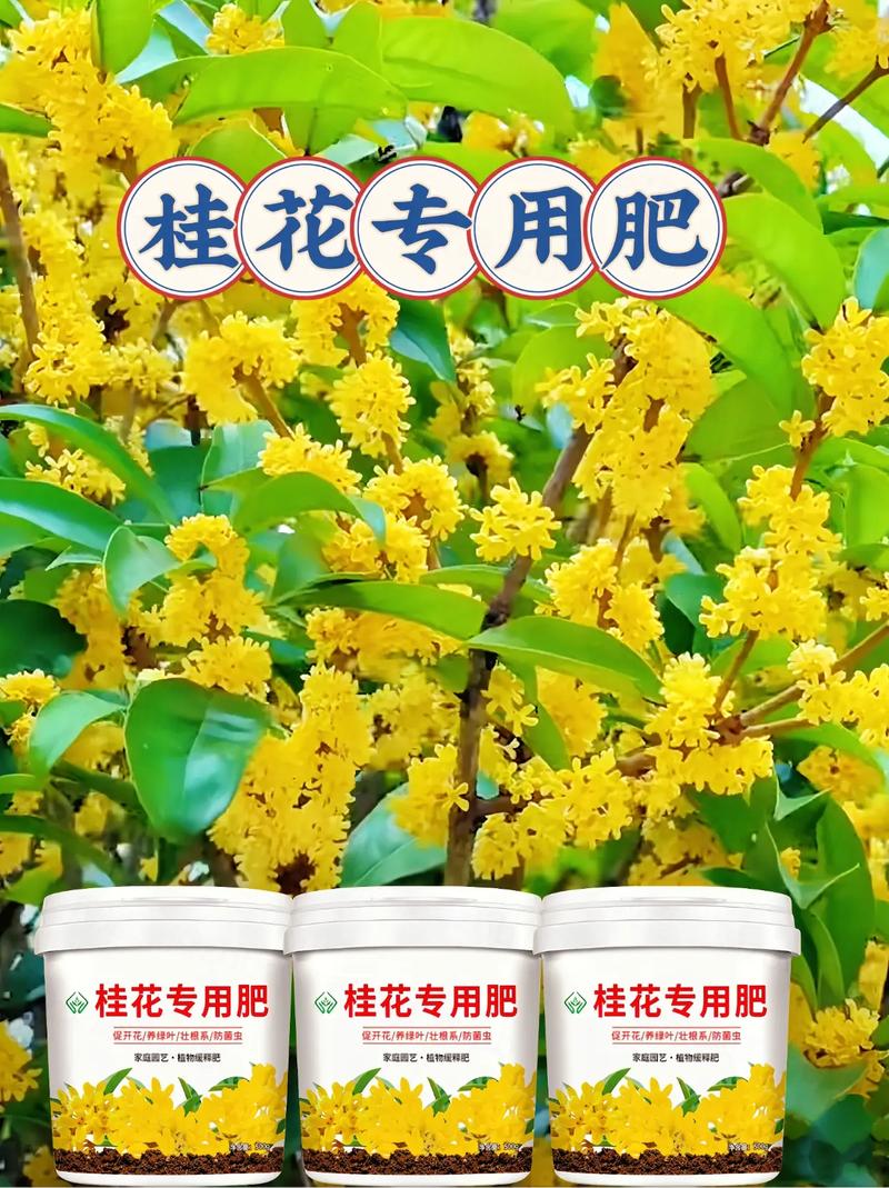 地栽桂花不开花的解决方法