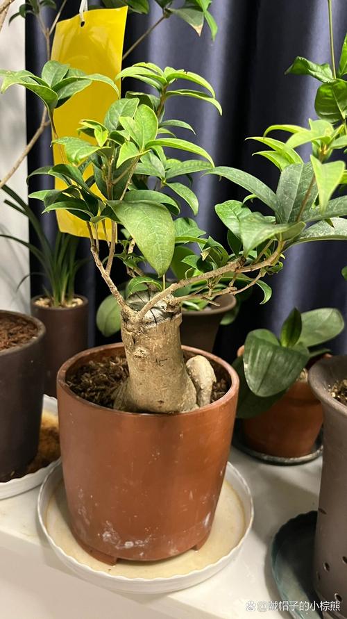 桂花不开花的解决方法