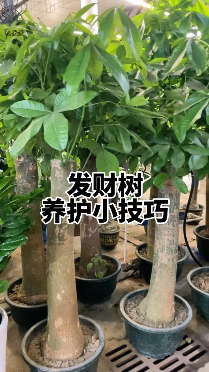 发财树叶子下垂茎无力,六个步骤使其恢复生机