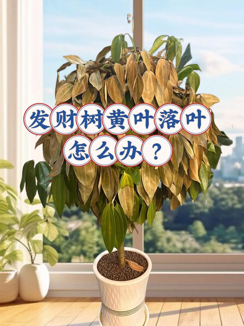 发财树叶子下垂茎无力怎么回事