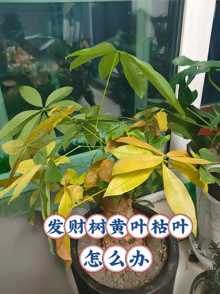 发财树叶子发黄无力怎么回事?
