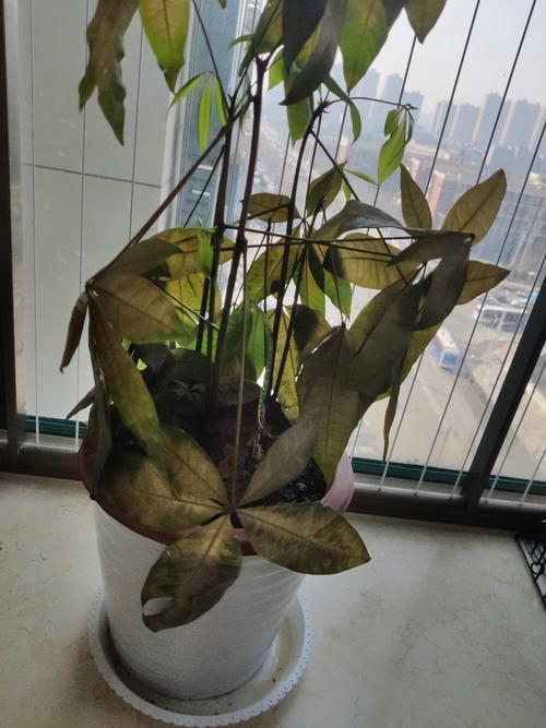 发财树叶子下垂茎无力怎么办