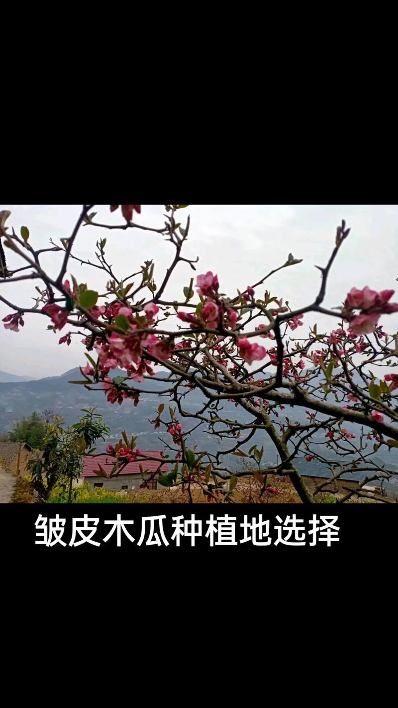 皱皮木瓜的栽培方法