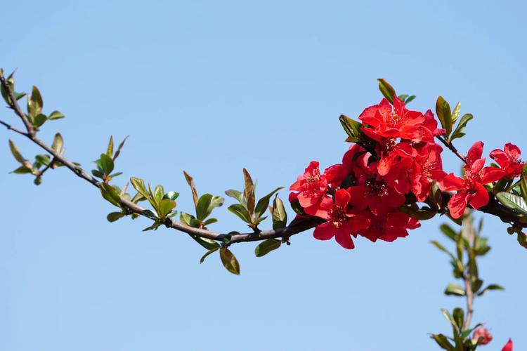 皱皮木瓜海棠花怎么养