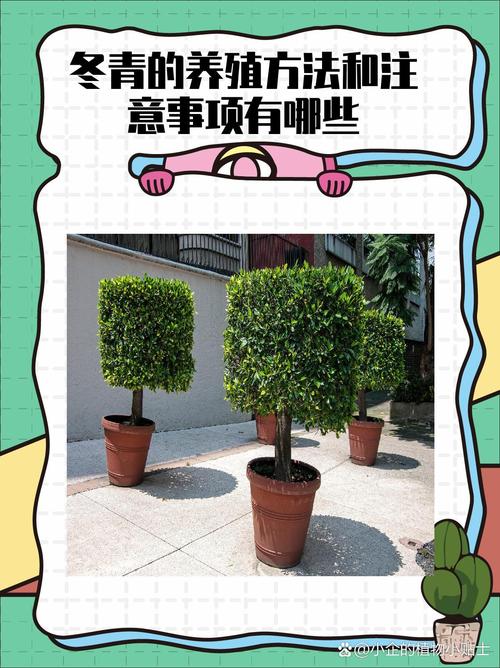 门前能不能种冬青树?