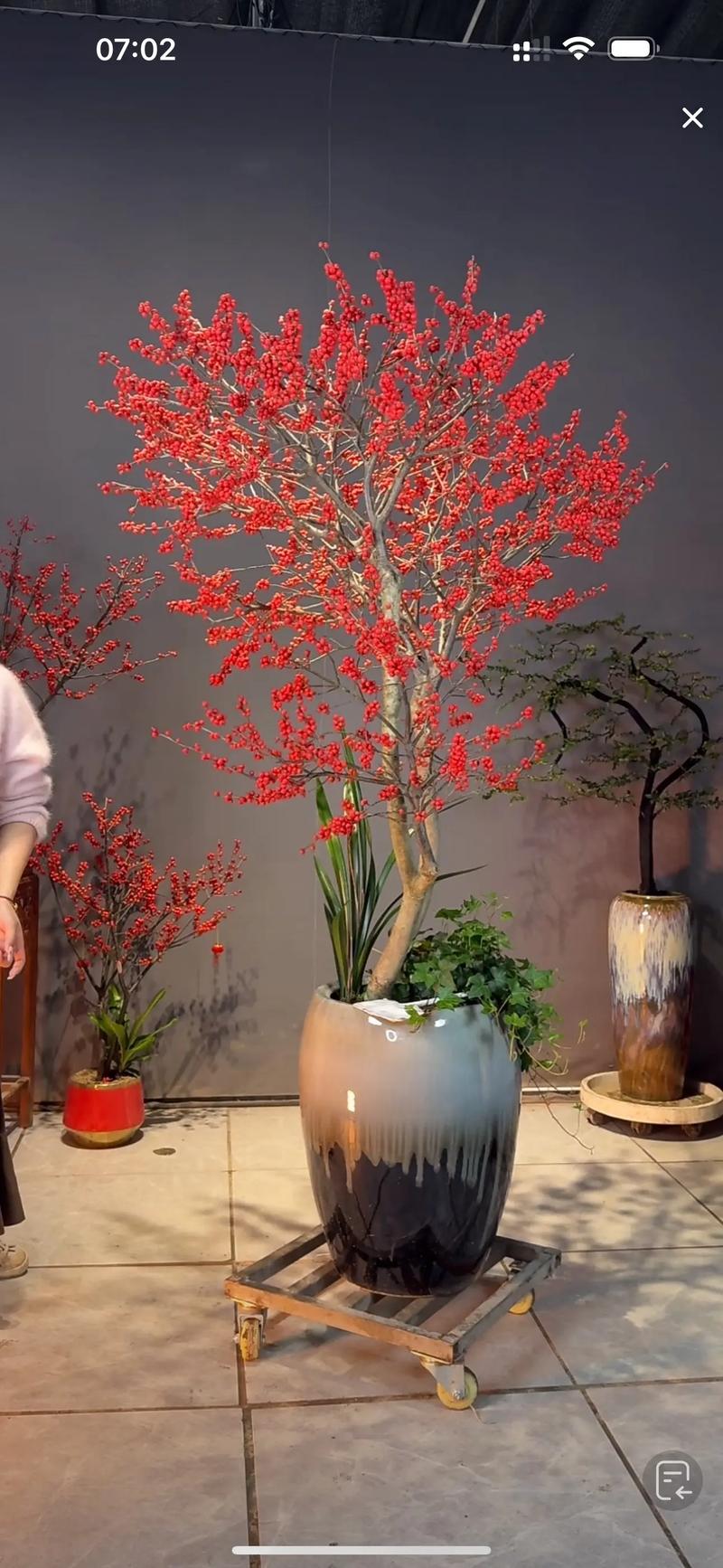 为什么不在门口种冬青?