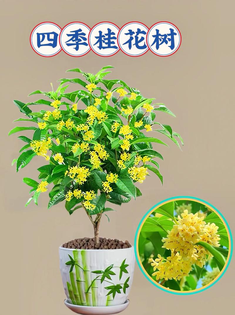 桂花树可以插枝栽培吗