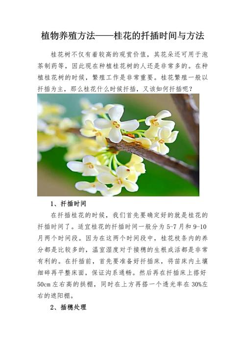 北方桂花树什么时候扦插好