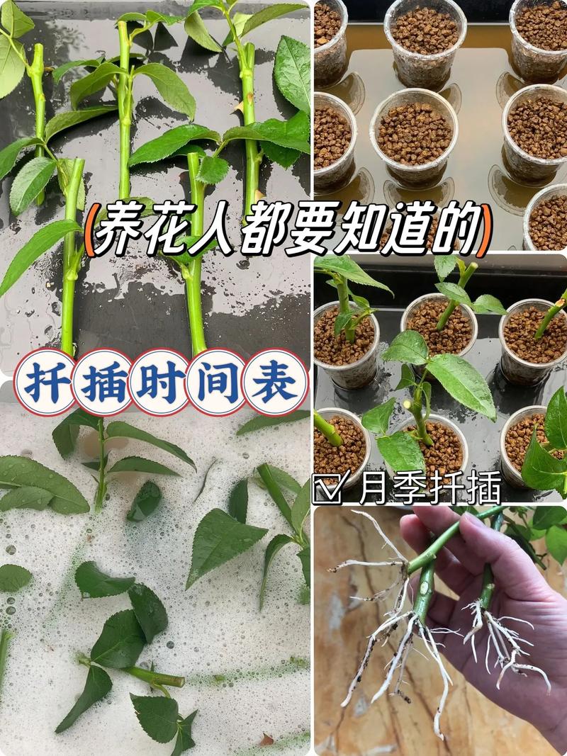 桂花树怎样扦插才能成活
