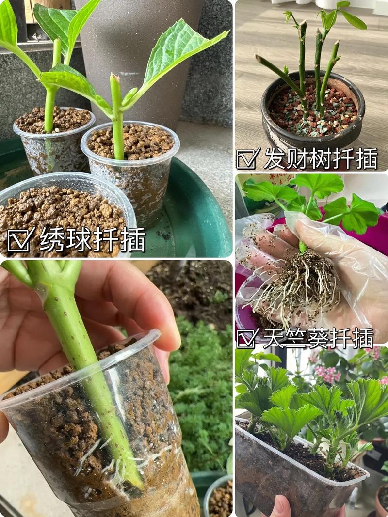 桂花树什么时候扦插成活率高