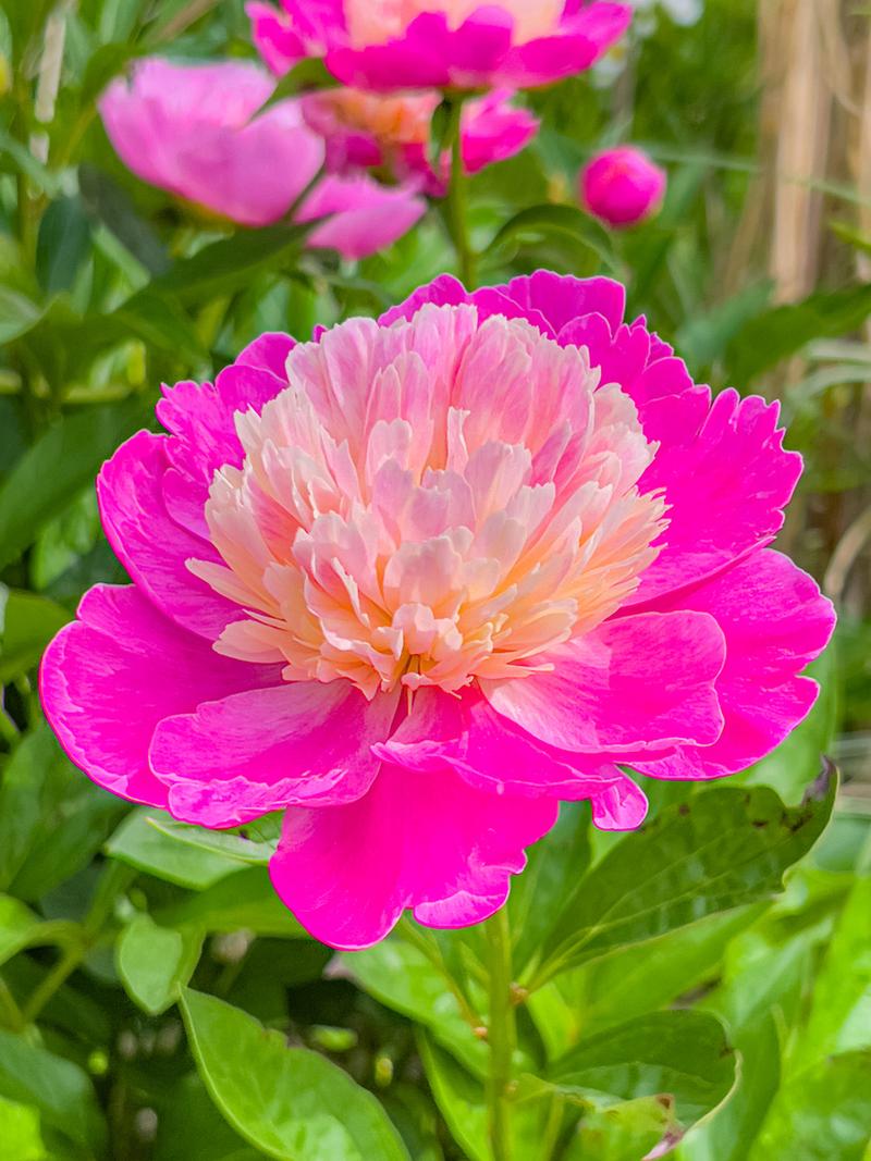 芍药的常见品种？芍药品种名称？