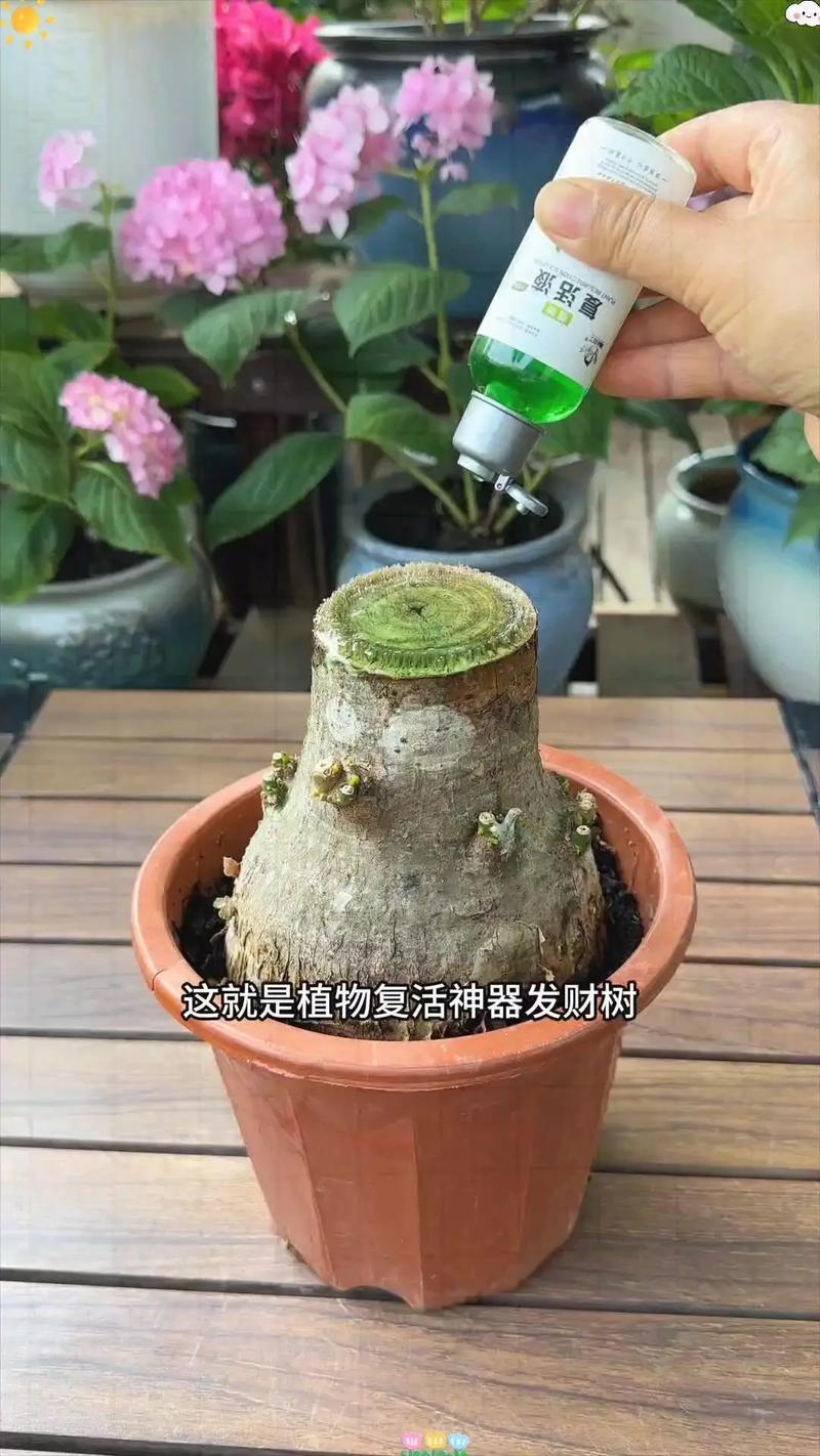 发财树烂根后重新生根方法,三个步骤教你解决
