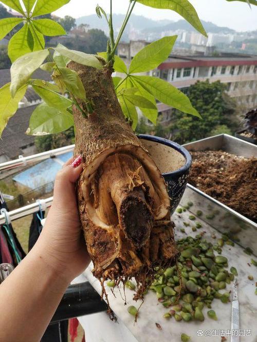 发财树烂根了怎么办,还有救么!