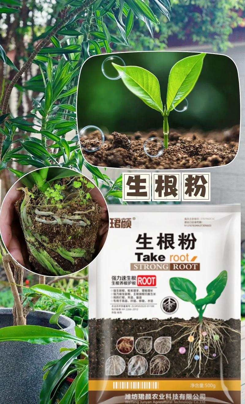 发财树浇水多了根茎腐烂了怎么办,怎么使用生根粉