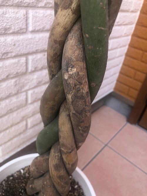 发财树烂根了怎么挽救,严重烂根怎么办