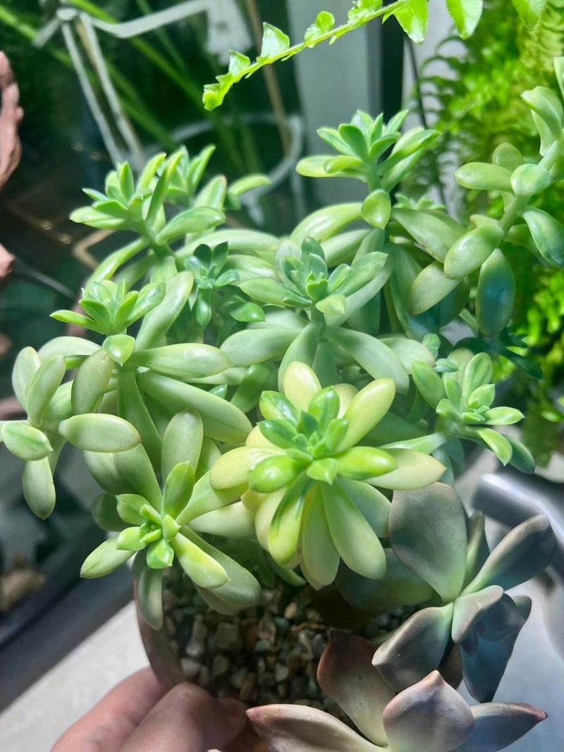 多肉植物摊大饼怎么办