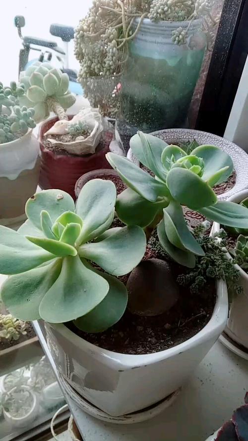 多肉植物摊饼怎么办?