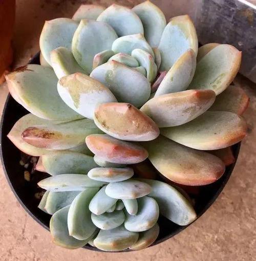 多肉植物摊大饼了怎么办