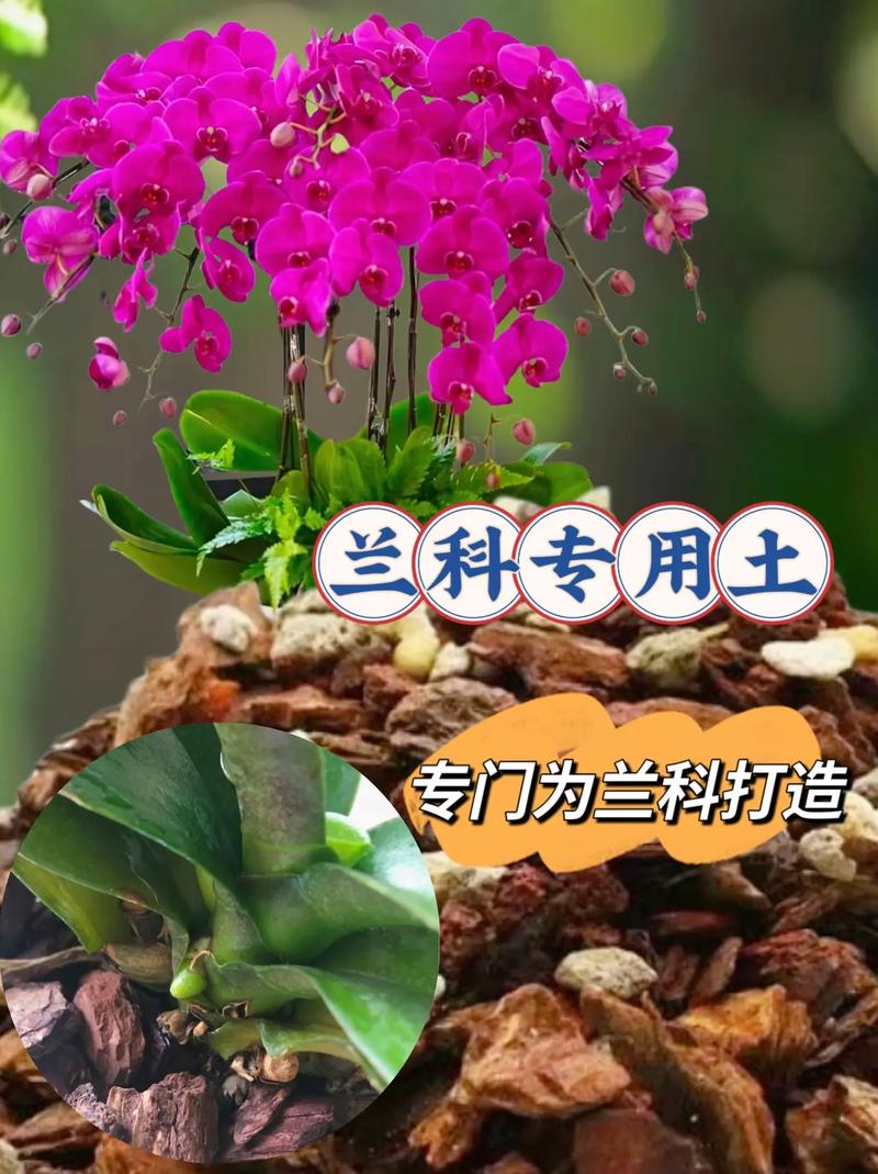 什么时候给兰花换土