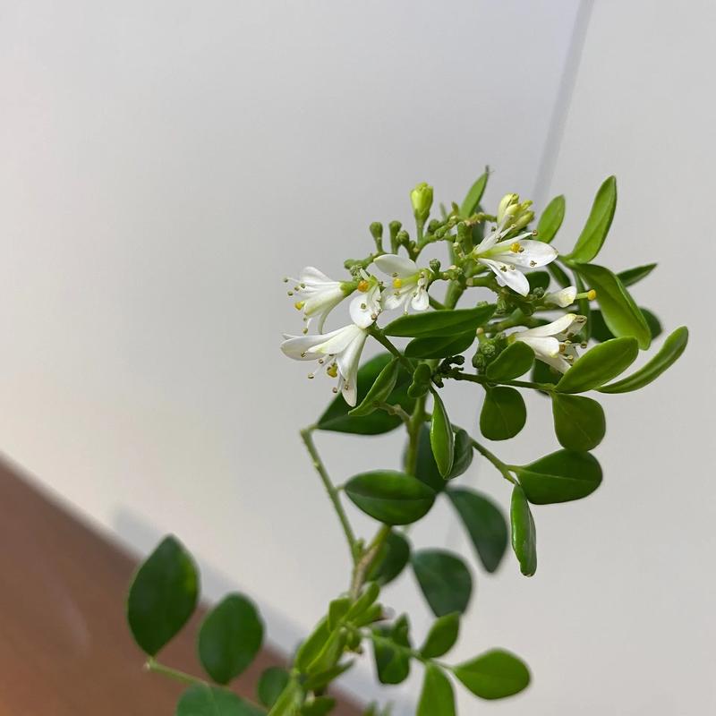 家里养七里香有什么好处