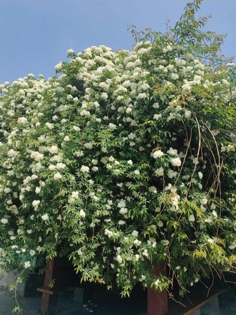 七里香花卉适合室内养殖吗?