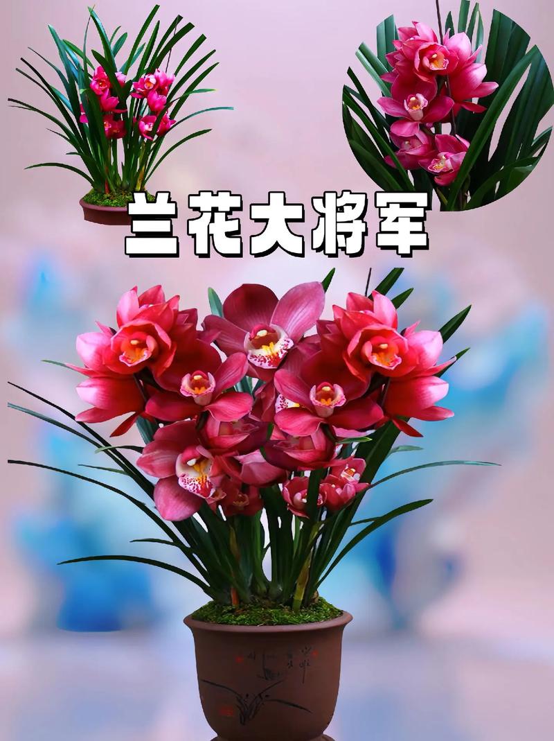 室内养什么兰花品种及图片大全