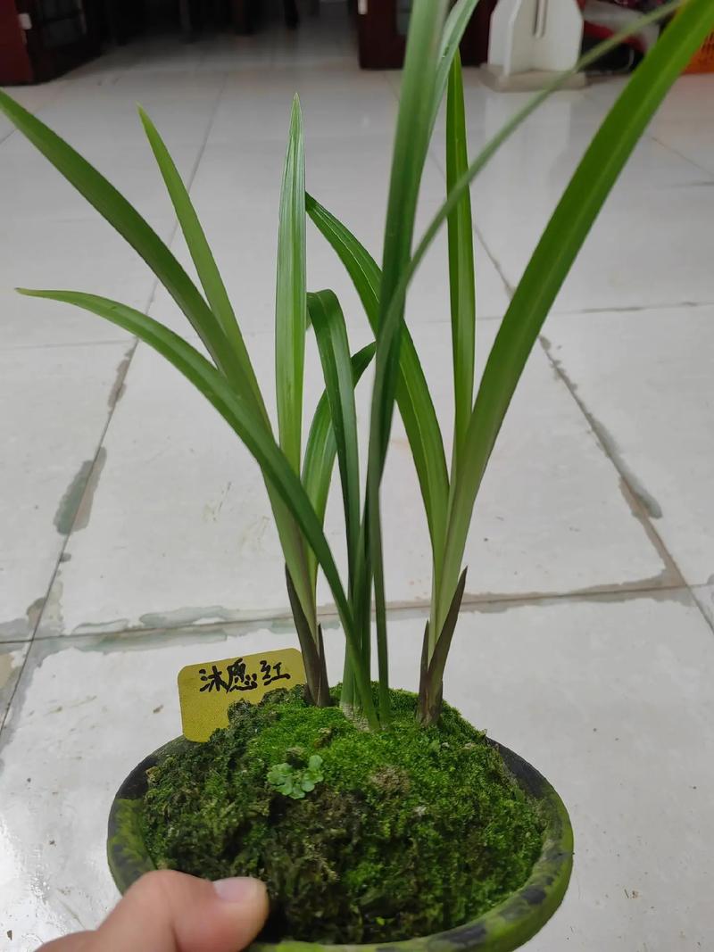 四季兰花品种大全