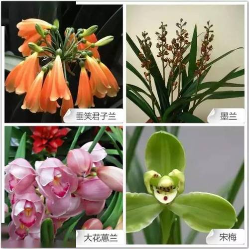 兰花品种大全