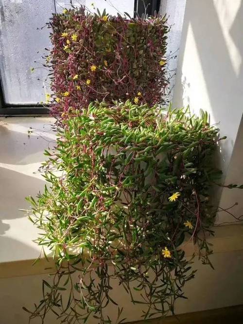 特玉莲徒长怎么办,可以摘心吗