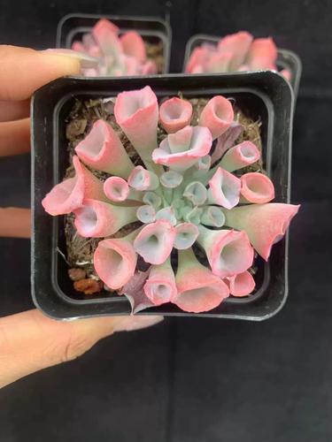 我的特玉莲和一种不知名的多肉植物栽种在了一起的,现在特玉莲爆棚怎么...