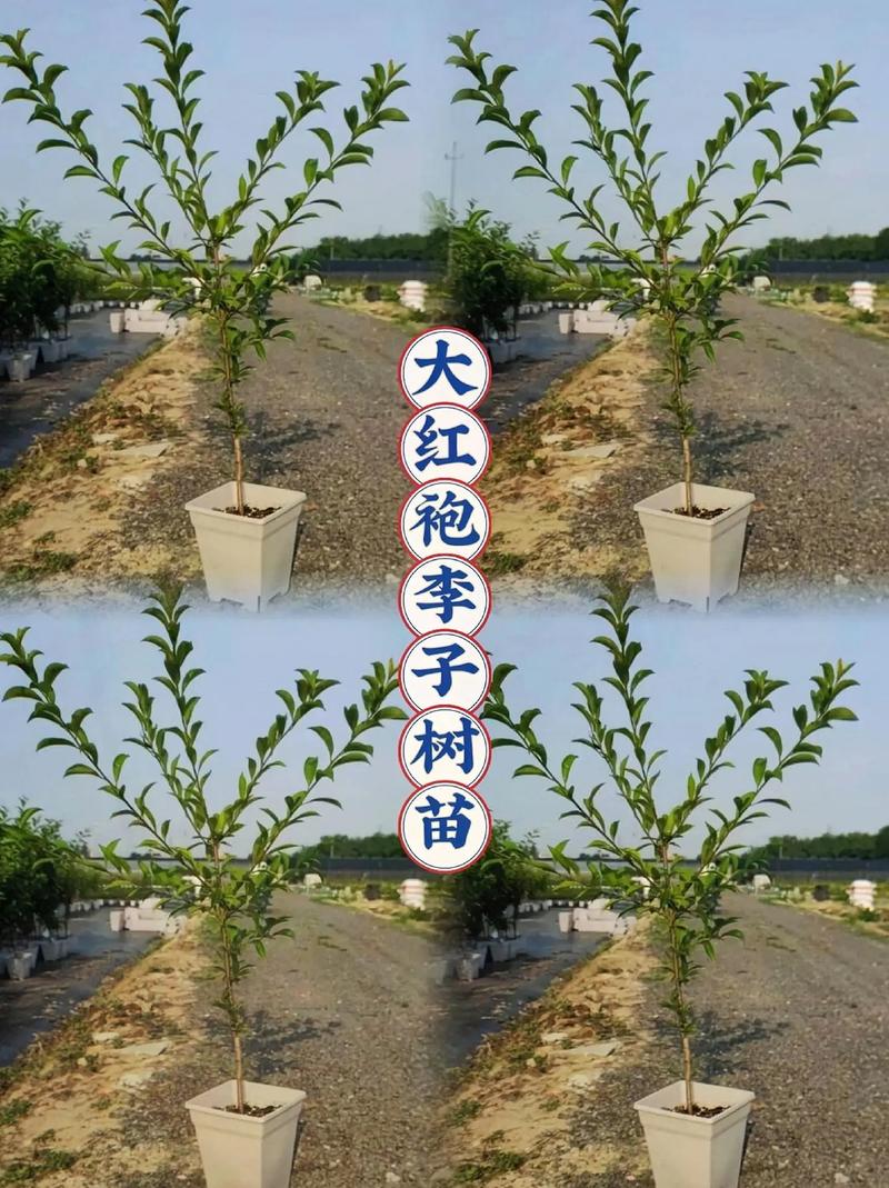 李子树嫁接时间和方法是什么