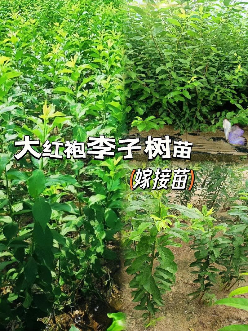 李子树嫁接时间和方法
