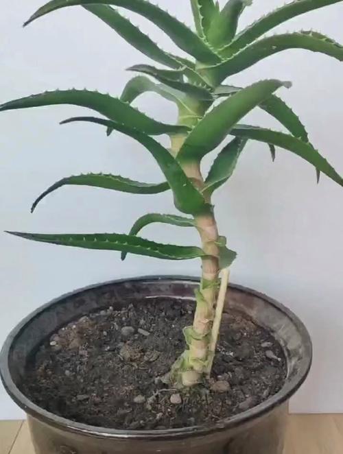 芦荟怎么修剪？芦荟怎么修剪才爆盆？