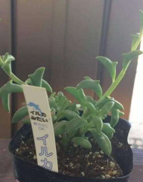 多肉植物大弦月城怎么养