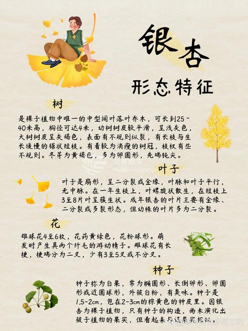 白株树的景观用途