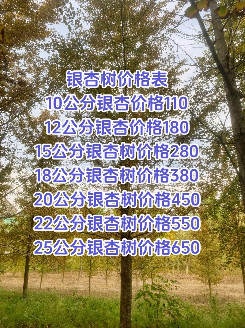 白株树的主要价值有哪些