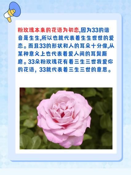 粉玫瑰几朵代表什么意思粉玫瑰几朵的含义是什么