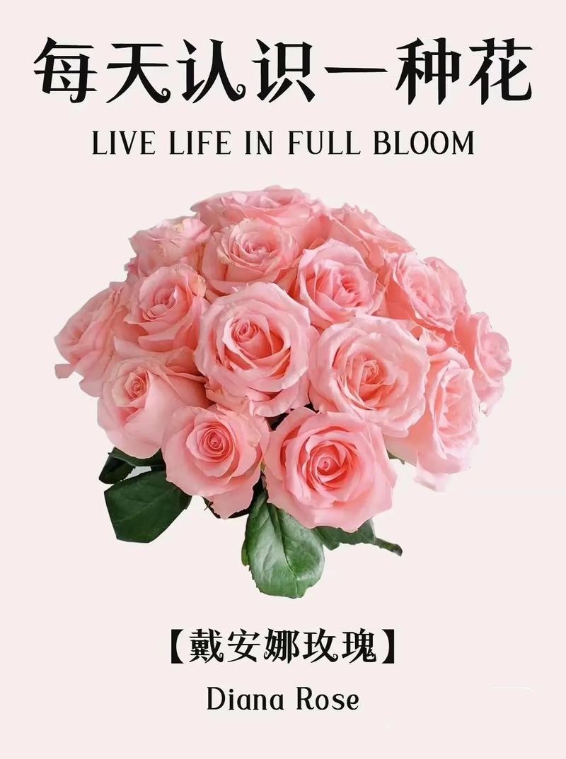 送粉玫瑰什么意思?