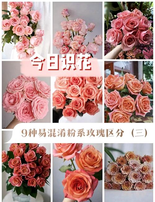 粉玫瑰代表什么意思?