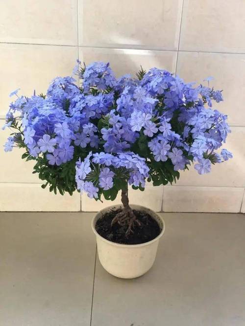 秋天蓝雪花这样养,长势更旺,花量更大,花色更艳,1盆养出30盆