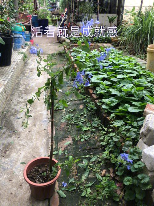 秋天可以扦插蓝雪花吗