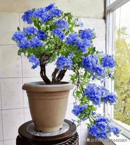蓝雪花如何促花整个秋天有花看