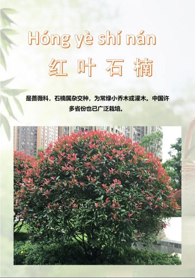 石楠与红叶石楠的区别