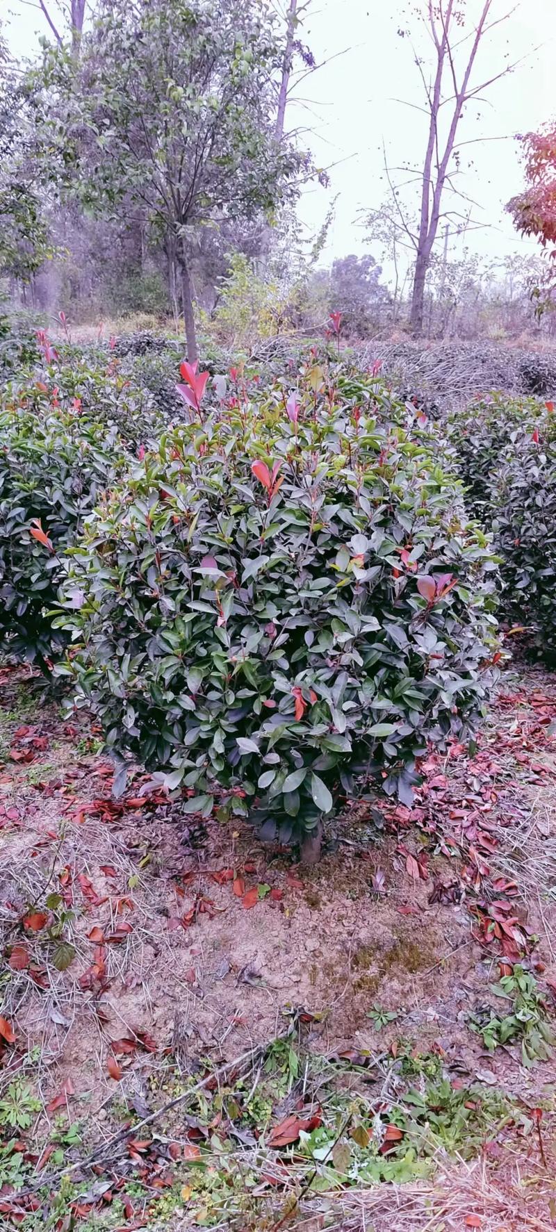 红叶石楠和石楠的区别