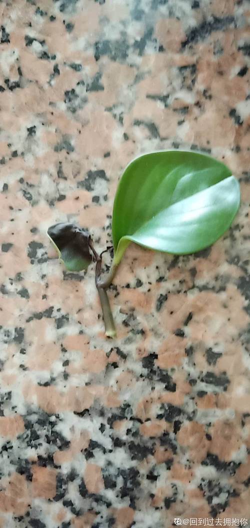豆瓣绿为啥总是掉叶