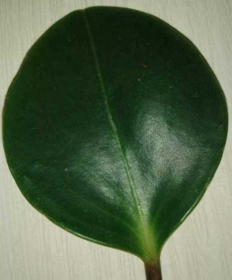 豆瓣绿掉叶子怎么办