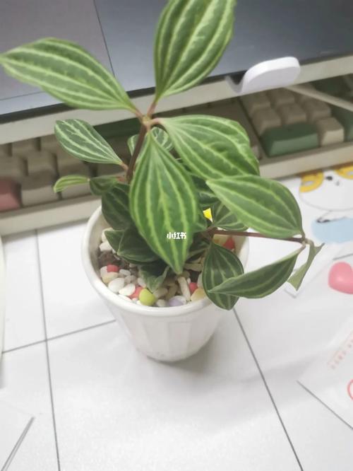 豆瓣青掉叶子怎么办